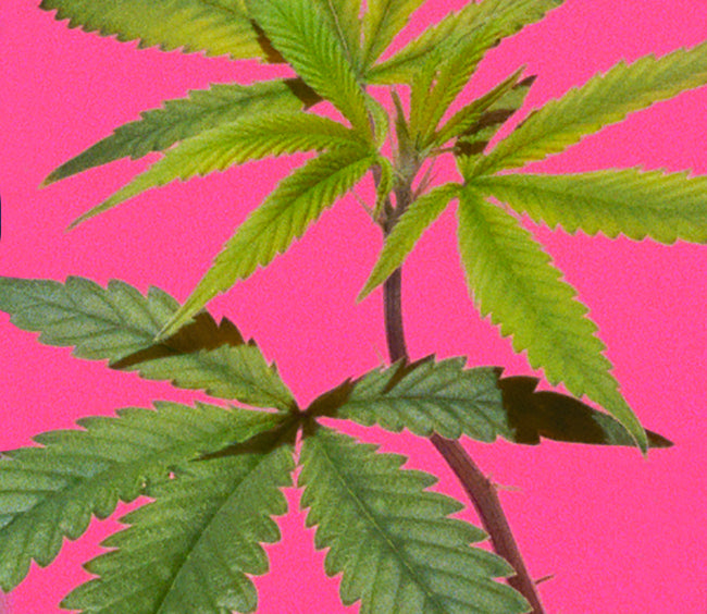 Hemp leaves against hot pink background